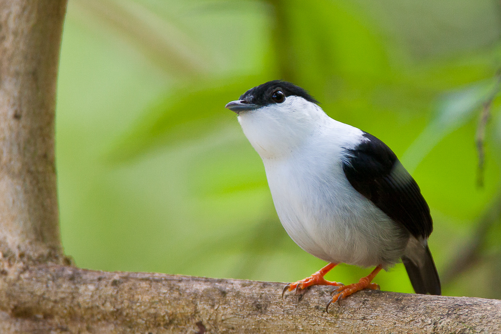 white-bearded manakin<br><i>(Manacus manacus trinitatis, NL: bonte manakin)</i>