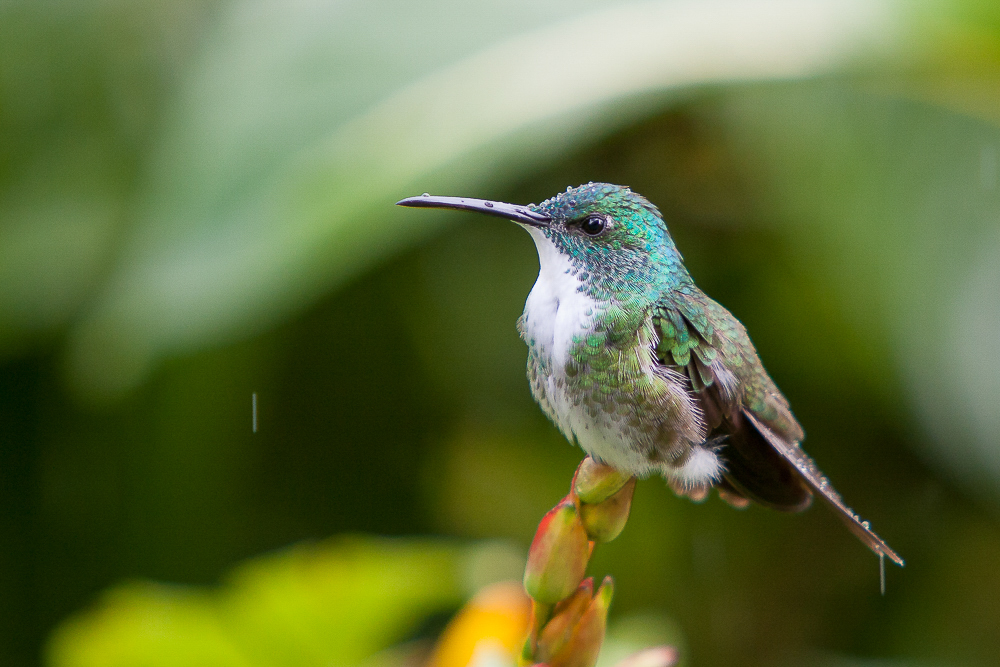 white-chested emerald<br><i>(Amazilia brevirostris, NL: witborstamazilia)</i>