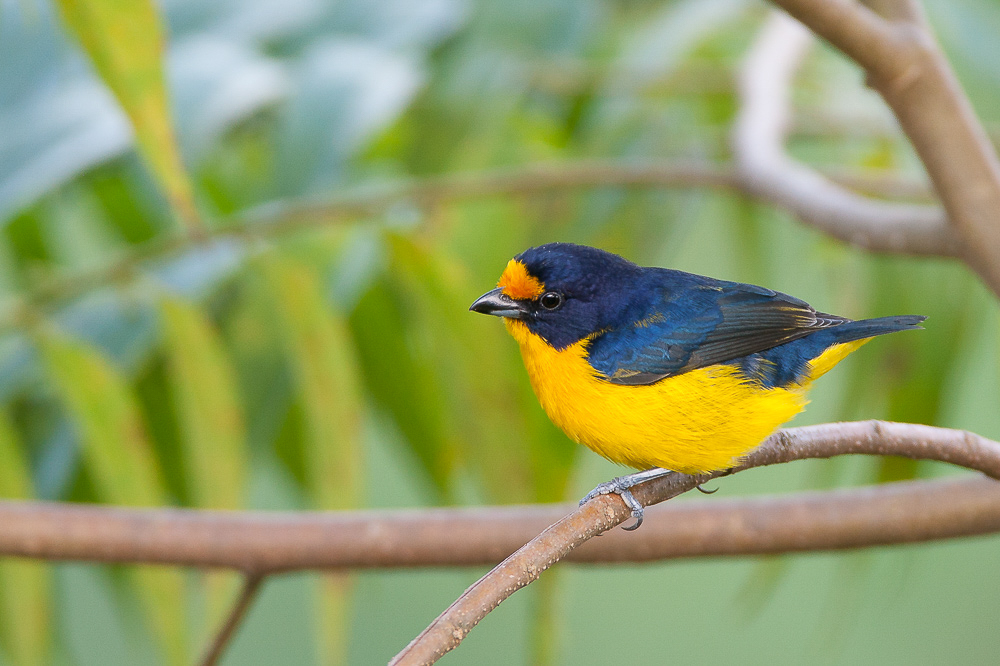 violaceous euphonia<br><i>(Euphonia violacea, NL: violette organist)</i>