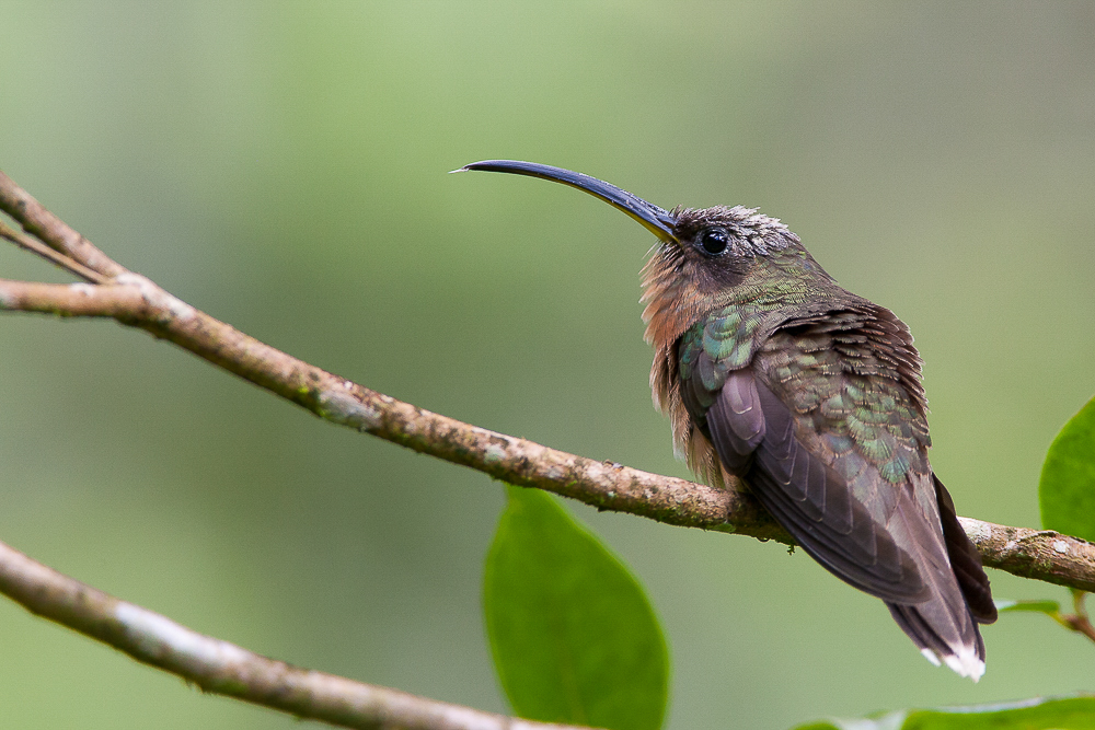 rufous-breasted hermit<br><i>(Glaucis hirsitus, NL: Grzimek-baardkolibrie)</i>