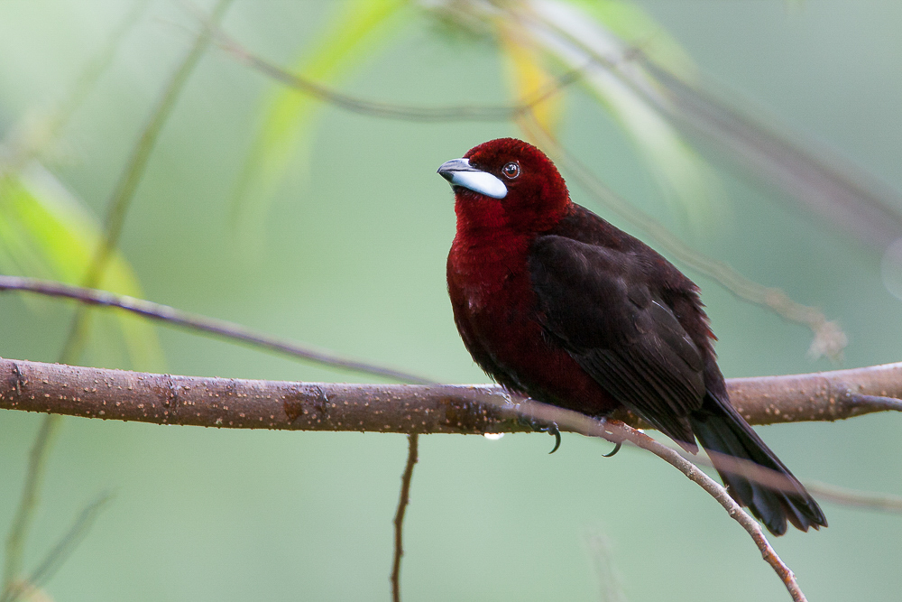 silver-beaked tanager (m.)<br><i>(Ramphocelus carbo, NL: fluweeltangare)</i>