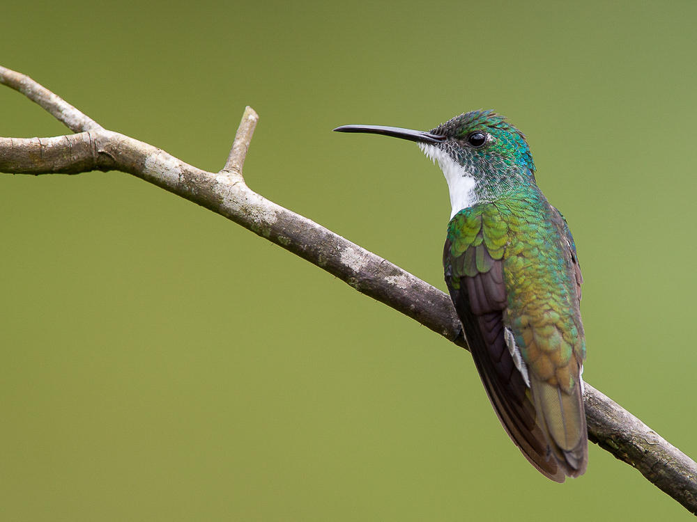 white-chested emerald<br><i>(Amazilia brevirostris, NL: witborstamazilia )</i>