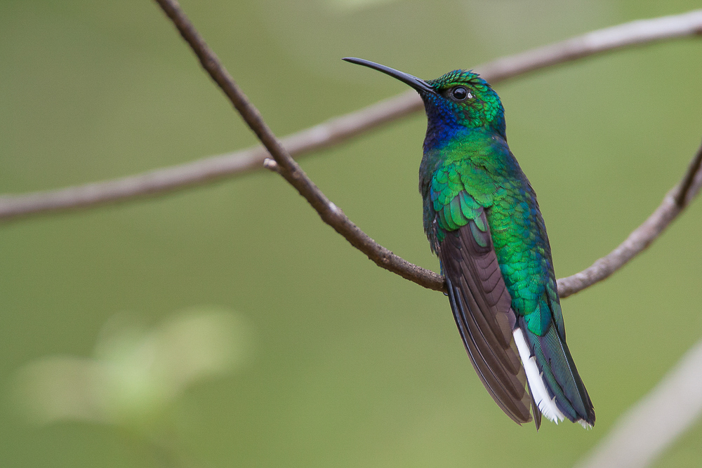 white-tailed sabrewing (m.)<br><i>(Campylopterus ensipennis, NL: witstaartsabelvleugel)</i>