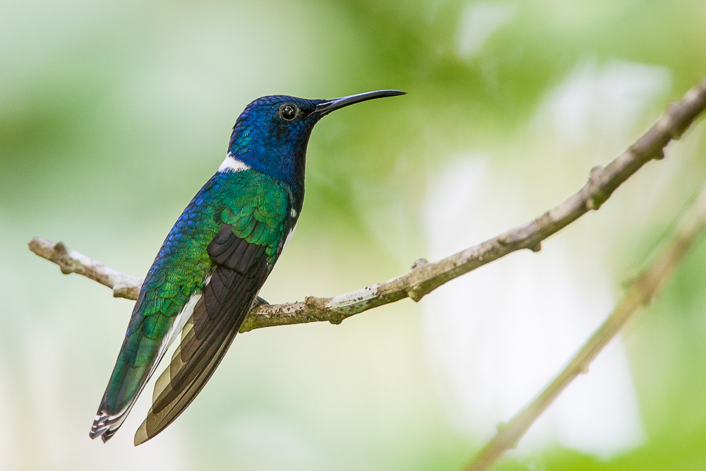 white-necked jacobin<br><i>(Florisuga mellivora, NL: witnekkolibrie)</i>
