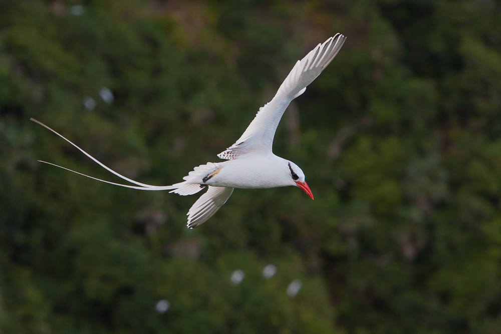 red-billed tropicbird<br><i>(Phaethon aethereus, NL: roodsnavelkeerkringvogel)</i> 