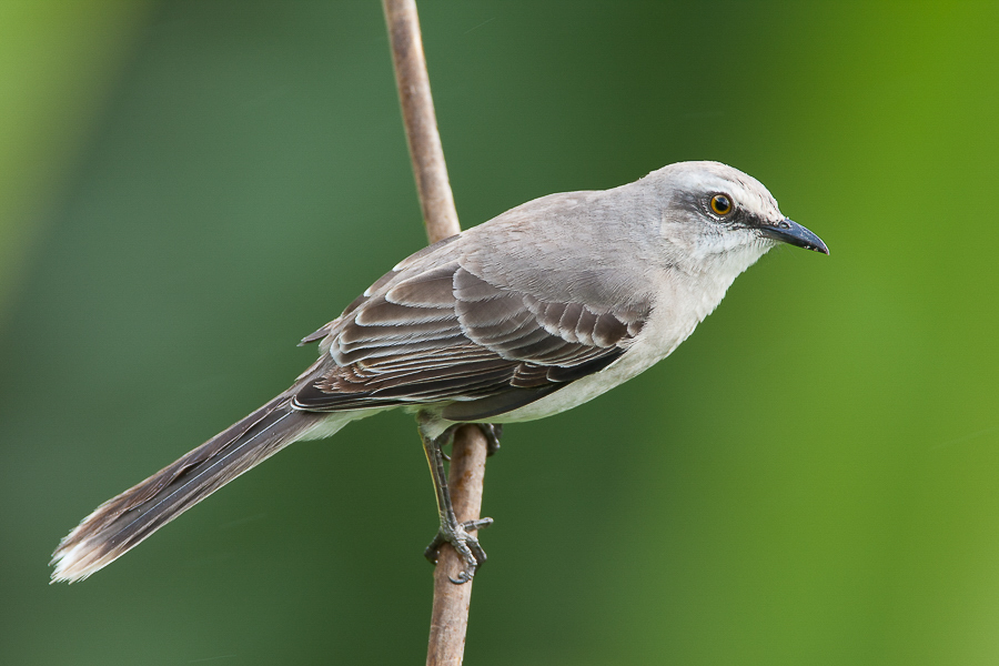 tropical mockingbird<br><i>(Mimus gilvus, NL: tropische spotlijster)</i>