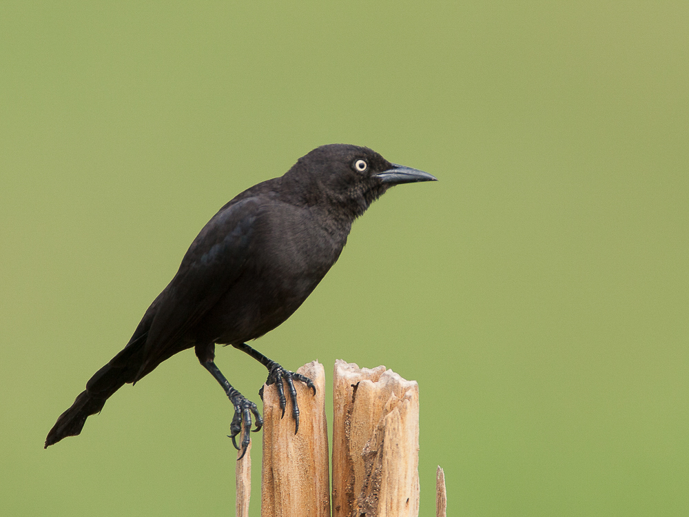 carib grackle<br><i>(Quiscalus lugubris, NL: caribische troepiaal)</i>