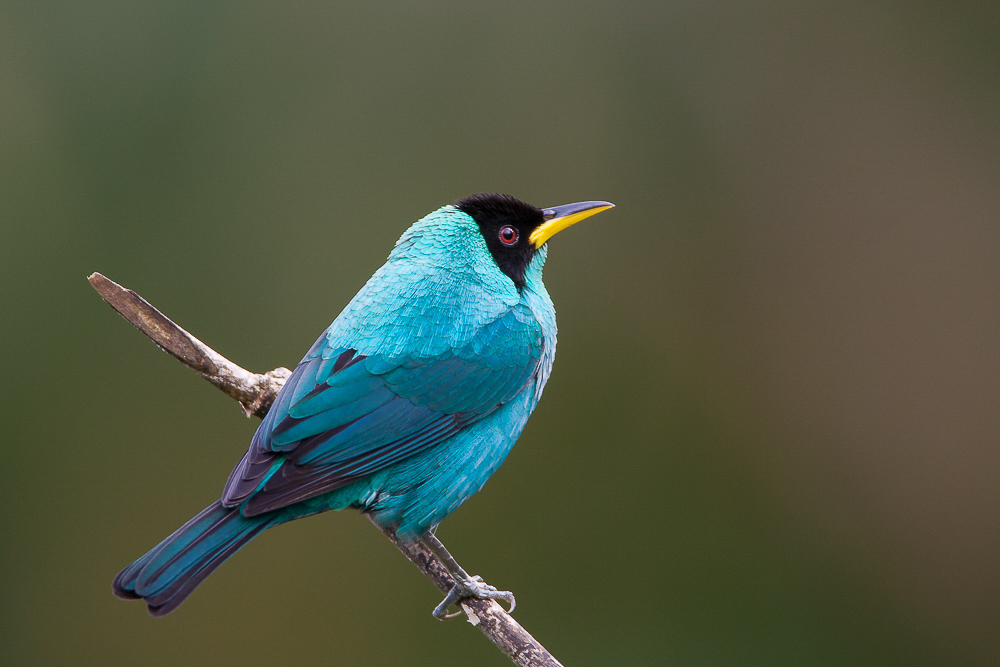 green honeycreeper (m.)<br><i>(Chorophanes spiza, NL: groene suikervogel)</i>