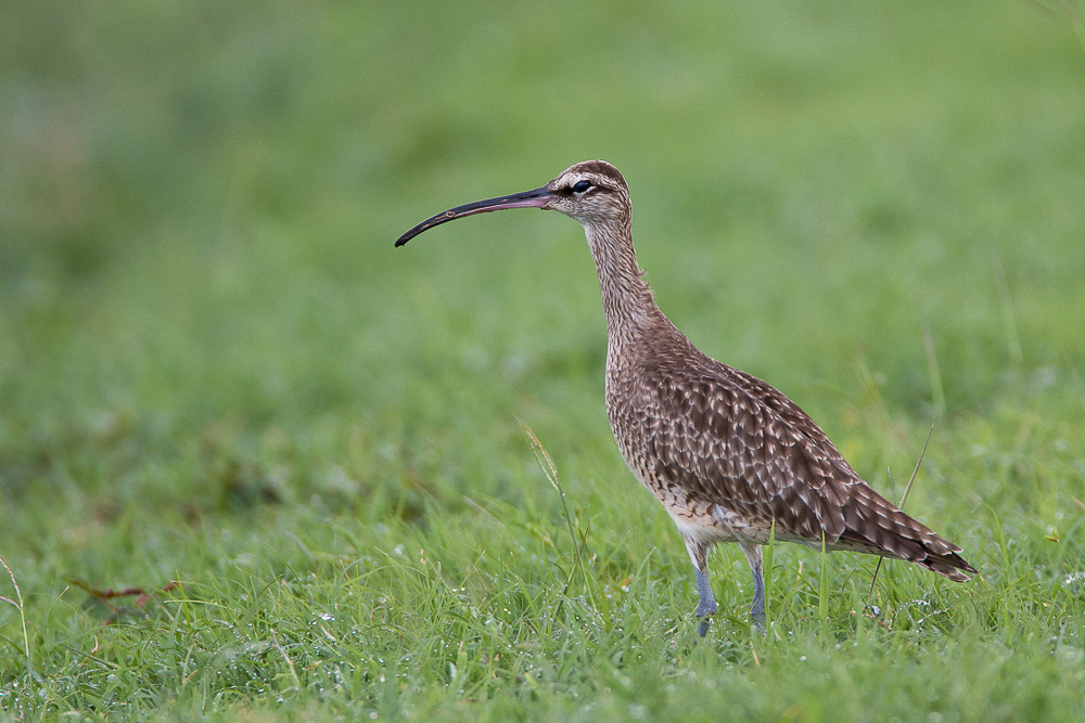 whimbrel<br><i>(Numenius phaeopus, NL: regenwulp)</i>