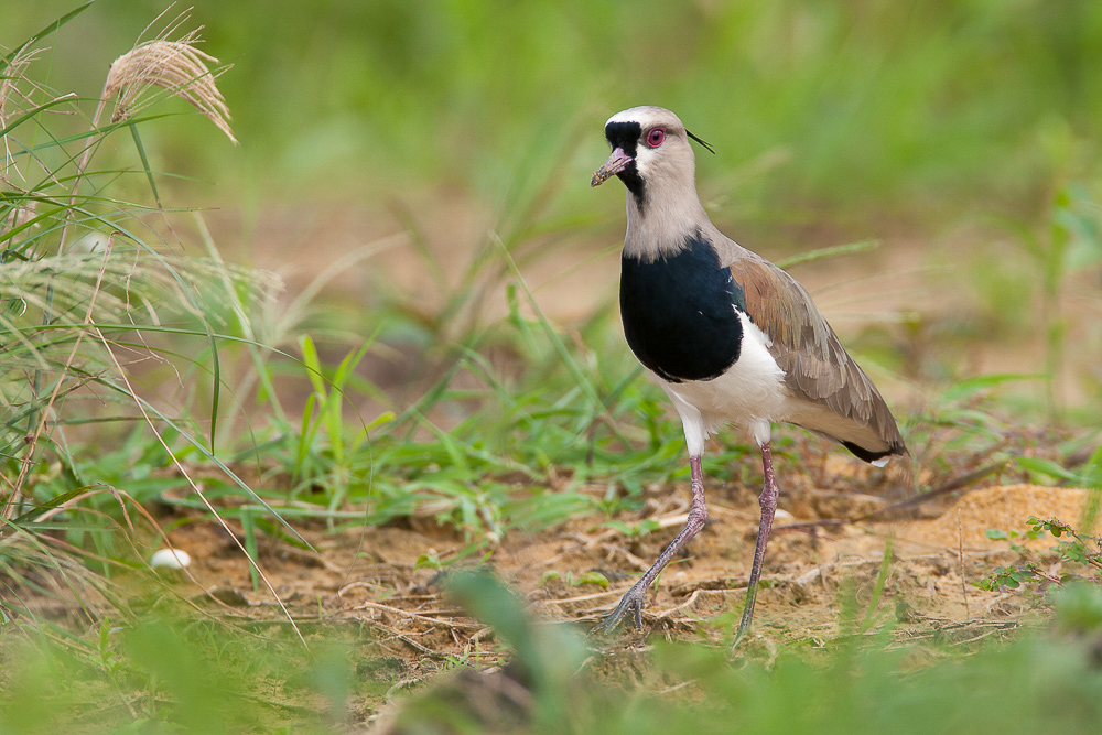 southern lapwing<br><i>(Vanellus chilensis, NL: chileense kievit)</i>