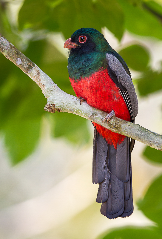 slaty-tailed trogon<br><i>(Trogon massena, ESP: Massena trogon)</i>