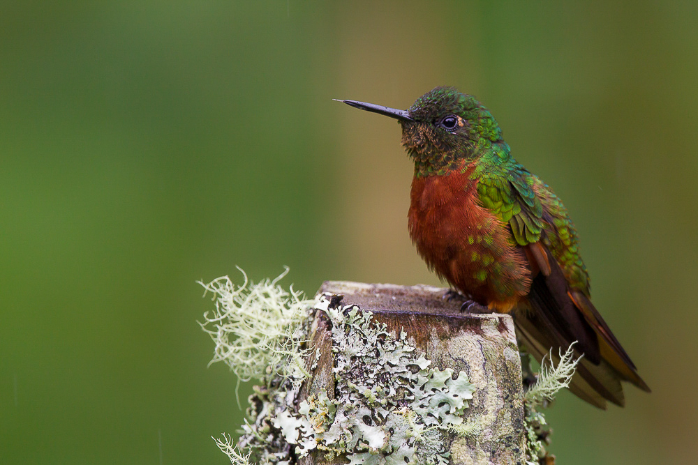 chestnut-breasted coronet<br><i>(Boissonneaua matthewsii, ESP: colibr de pecho rojo)</i>