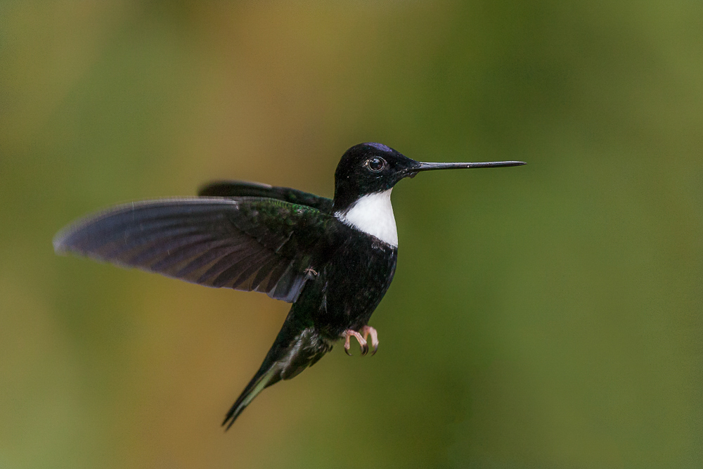 collared inca<br><i>(Coeligena torquata, ESP: inca acollarado)</i>