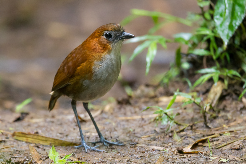 white-bellied antpitta(Grallaria hypoleuca, ESP:  tororo ventriblanco)