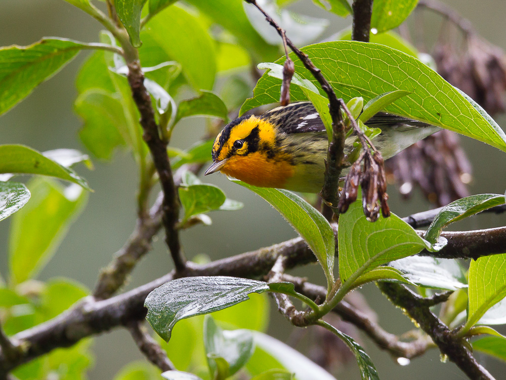 blackburnian warbler<br><i>(Dendroica fusca, ESP:  chipe de garganta anaranjada)</i>