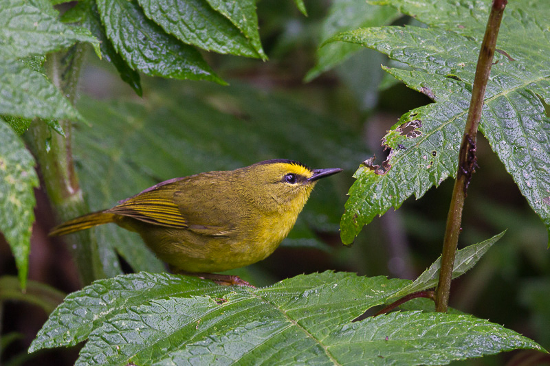 black-crested warbler<br><i>(Basileuterus nigrocristatus, ESP: chiv guicherito)</i>