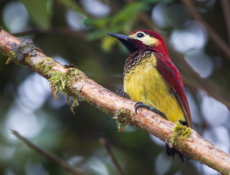 crimson-mantled woodpecker(Piculus rivolii, ESP: carpintero candela)