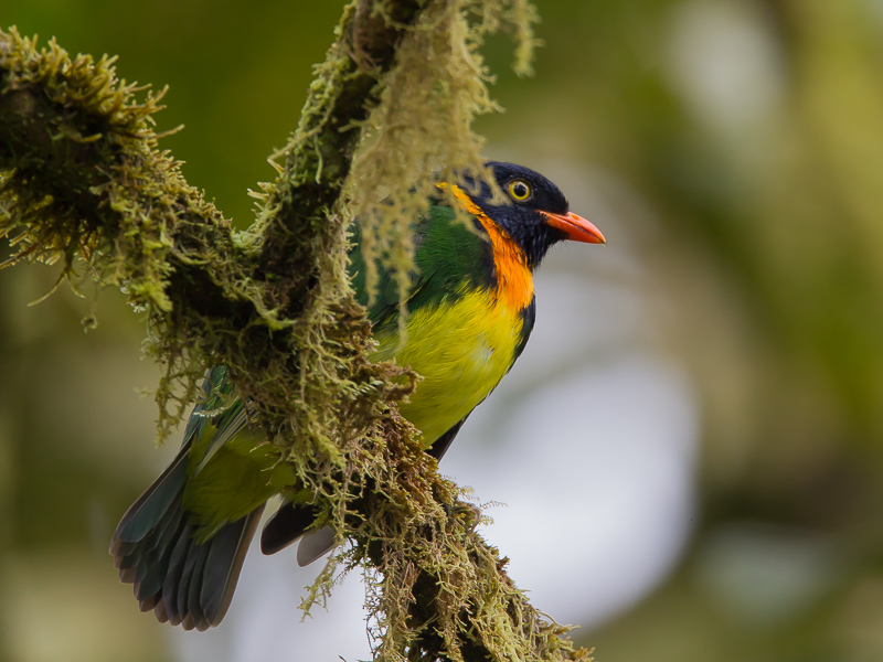 orange-breasted fruiteater (m.)  frutero pechinaranja (Esp)  Pipreola jucunda