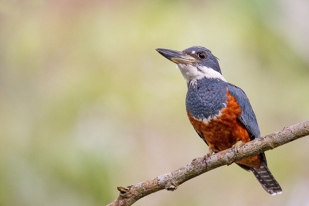 ringed kingfisher<br><i>(Megaceryle torquata)</i>