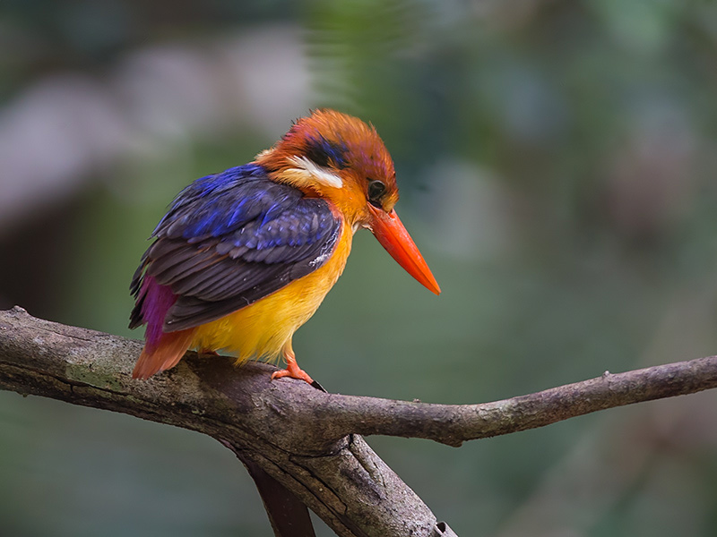 oriental dwarf kingfisher (Ceyx erithaca)