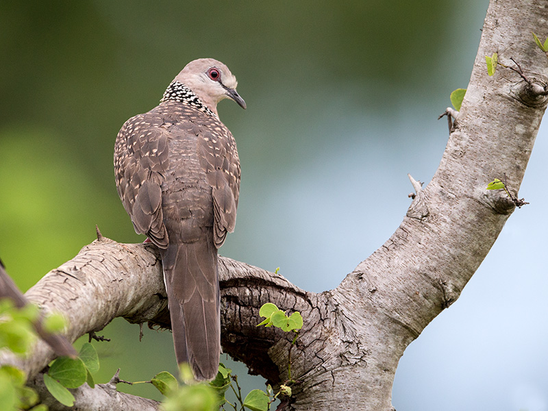 spotted dove (Spilopelia chinensis)