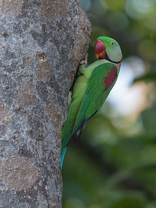 alexandrine parakeet (Psittacula eupatria)