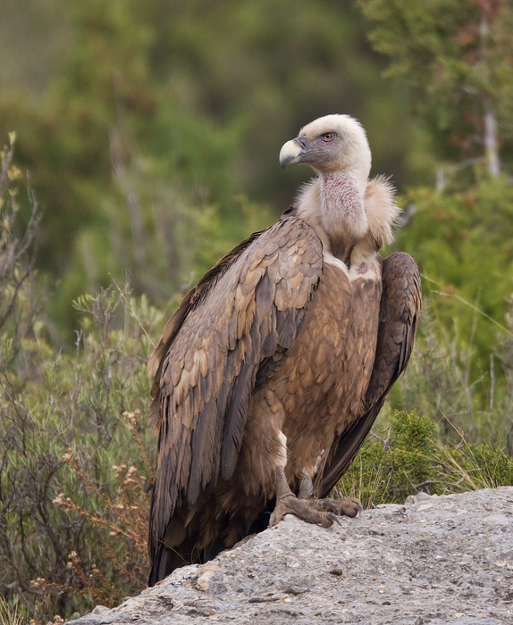 griffon vulture (Gyps fulvus)