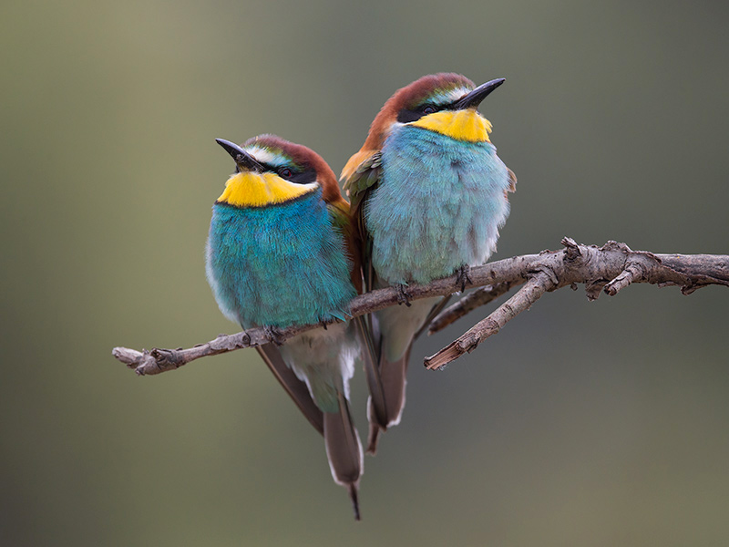 european bee-eater (Merops apiaster)