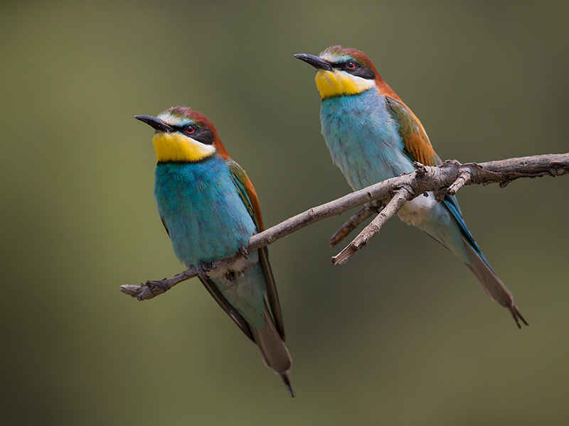 bee-eater (Merops apiaster)