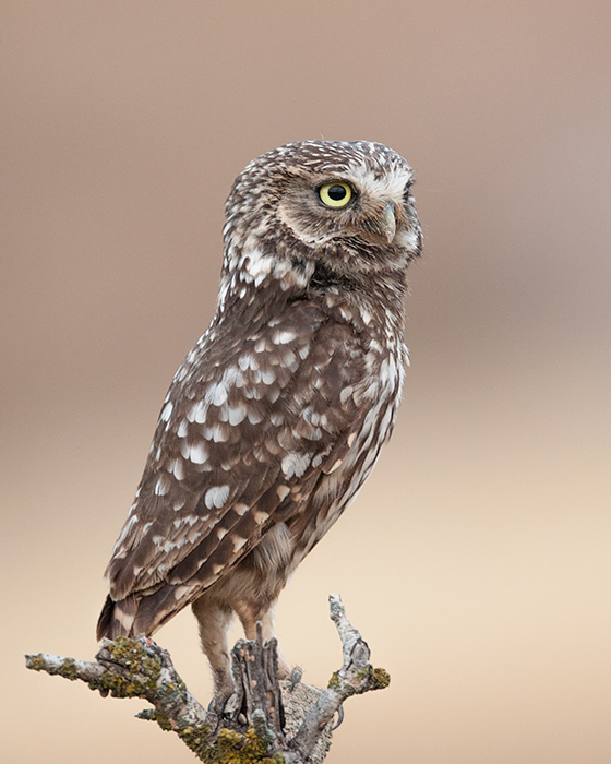 little owl  (Athena noctua)