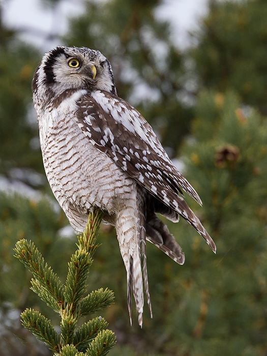 northern hawk owl (Surnia ulula)(sperweruil (NL) haukugle (N)
