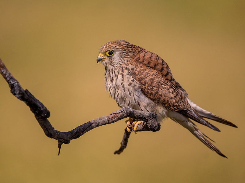 lesser kestrel<i> (Falco naumanni)</i>
