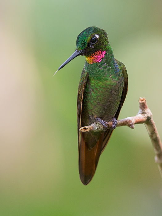 brazilian ruby<br><i> (Clytolaema rubricauda )</i>