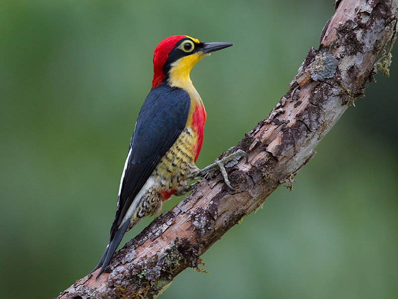 yellow-fronted woodpecker<br><i> (Melanerpes flavifrons)</i>