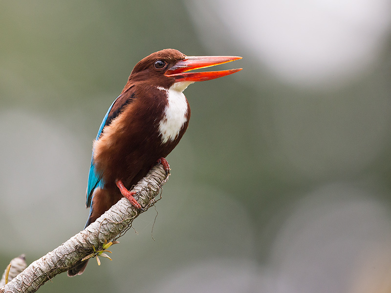 white-throated kingfisher  (Halcyon smyrnensis)