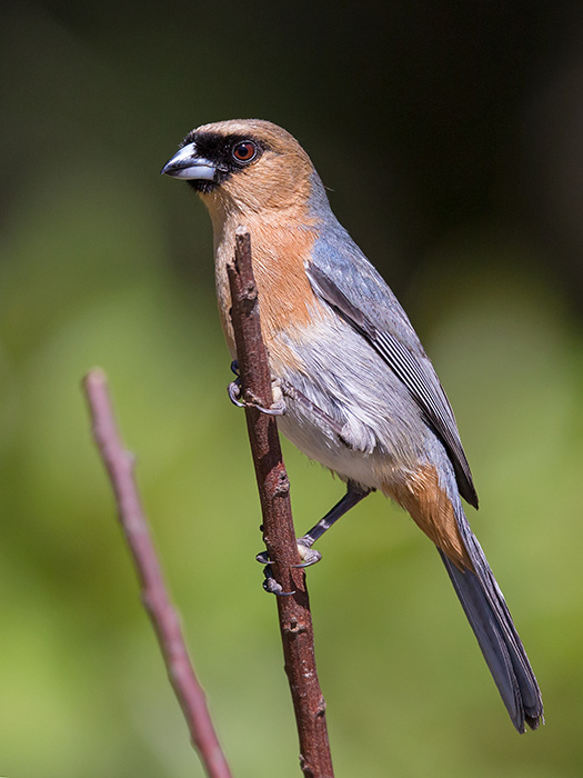cinnamon tanager (Schistochlamys ruficapillus)