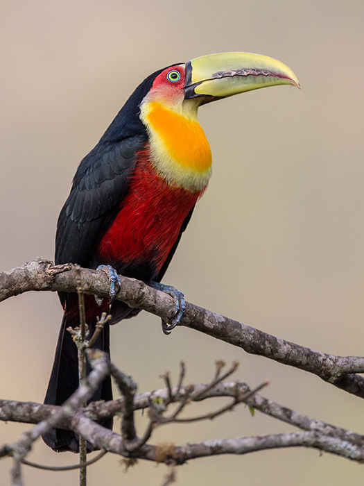 green-billed toucan<br><i>(Ramphastos dicolorus)</i>