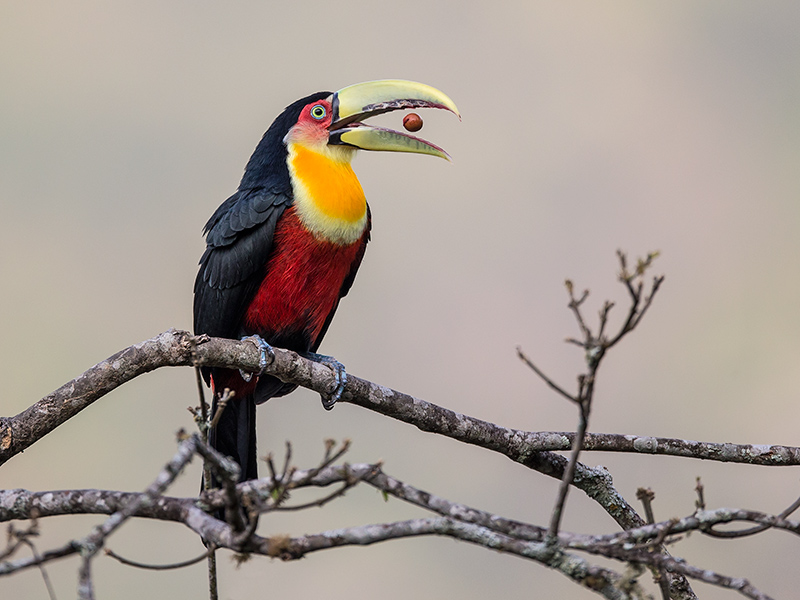 green-billed toucan<br><i> (Ramphastos dicolorus)</i>