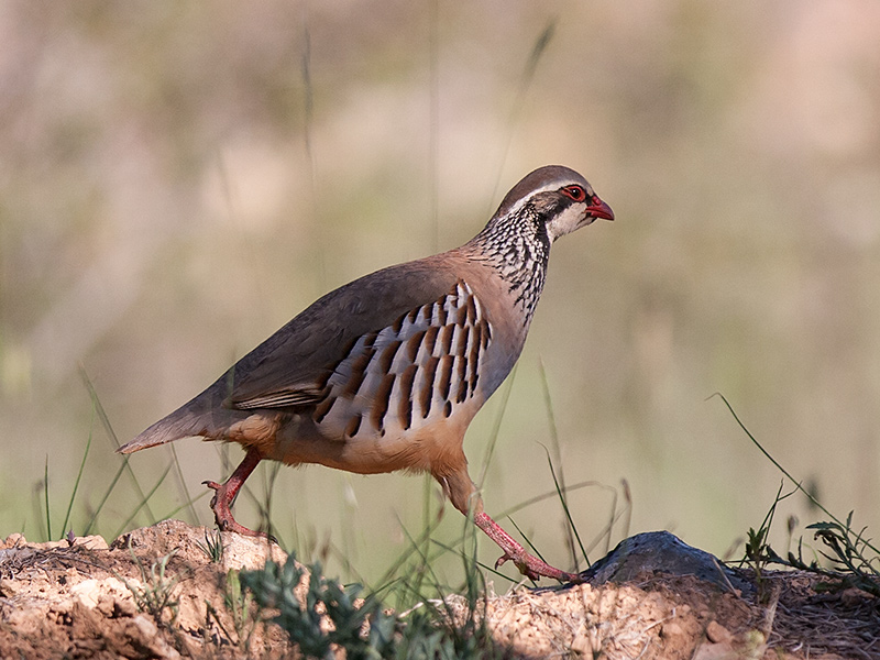 red-legged partridge<i> (Alectoris rufa)</i>