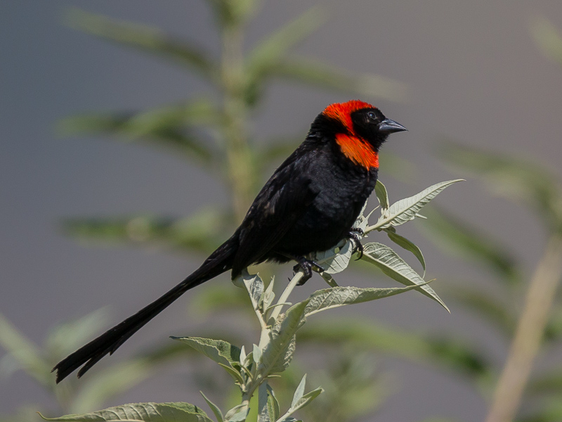 red-collared widowbird(Euplectes ardens)