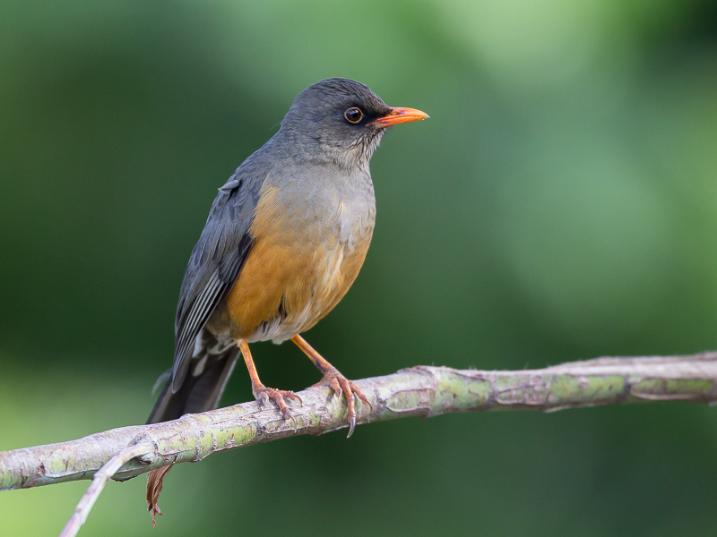 abyssinian thrush<br><i>(Turdus abyssinicus)