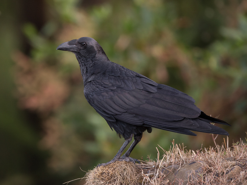fan-tailed raven(Corvus rhipidurus)