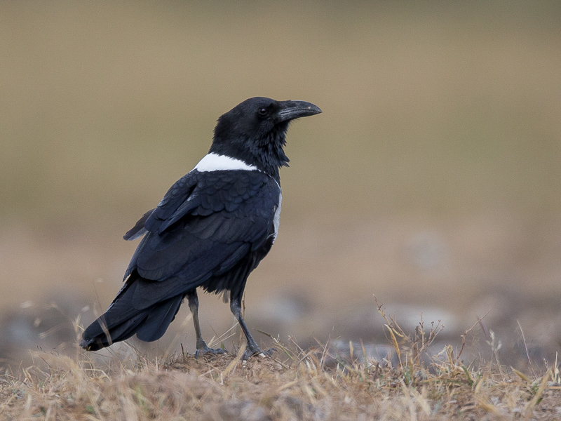 pied crow(Corvus albus)
