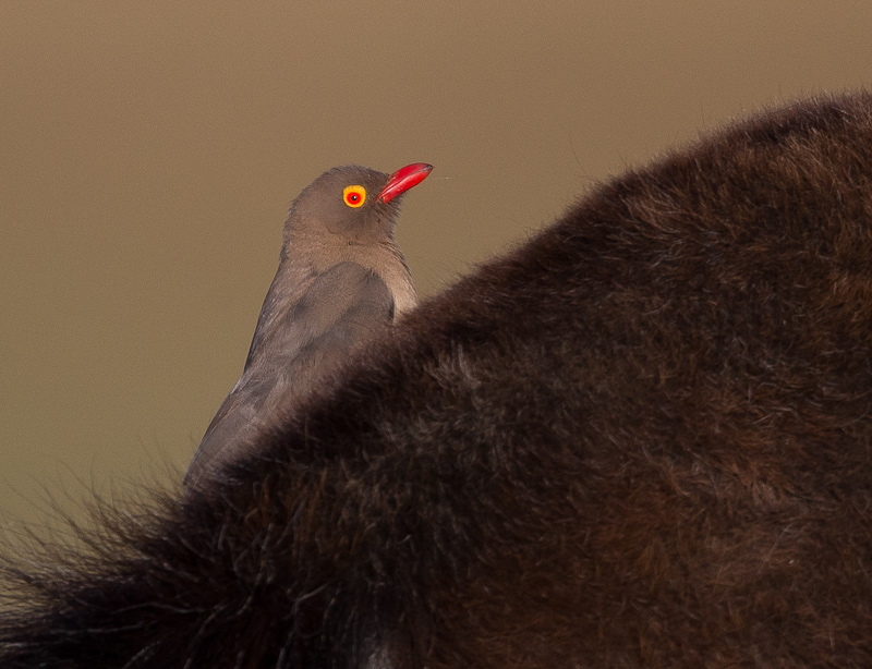 red-billed oxpecker(Buphagus erythrorhynchus)