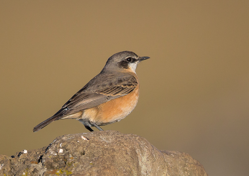 red-breasted wheatear(Oenanthe bottae)