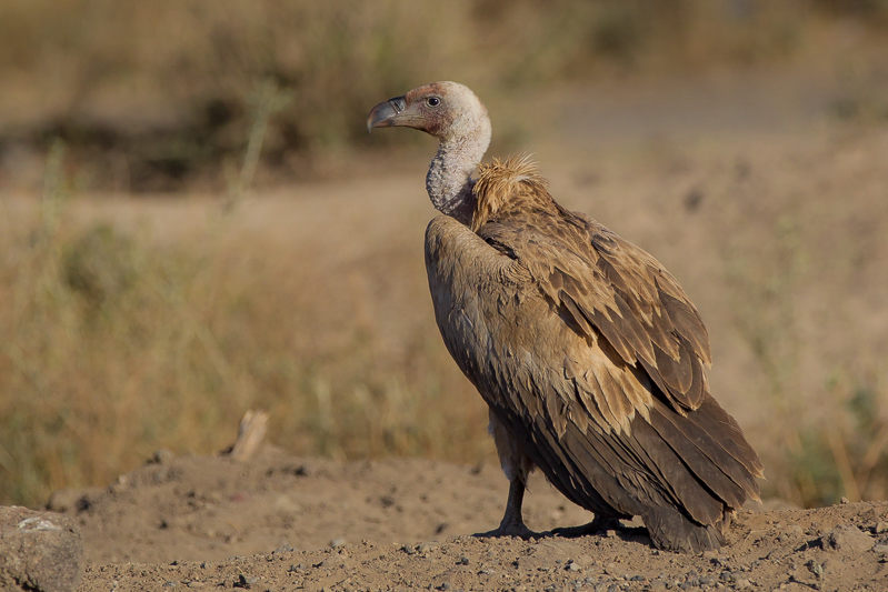 rppell's griffon vulture(Gyps rueppellii)