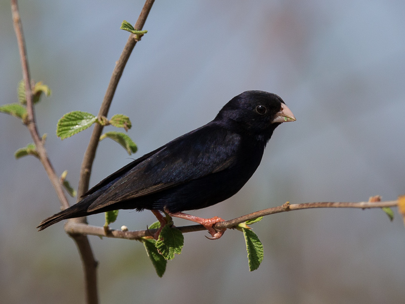 village indigobird(Vidua chalybeata)
