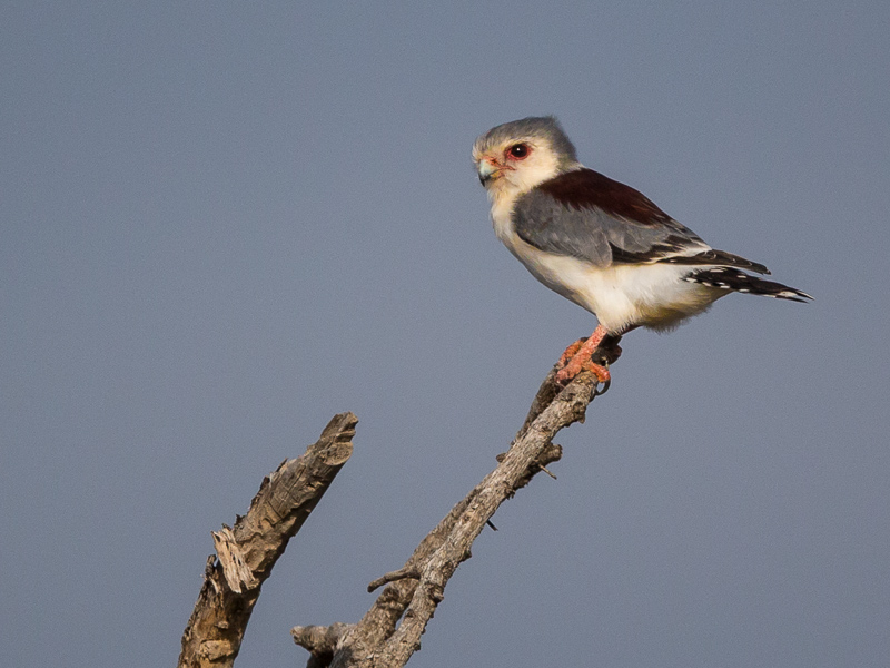 pygmy falcon(Polihierax semitorquatus)