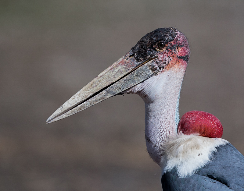 marabou stork<br><i>(Leptoptilos crumeniferus)</i>