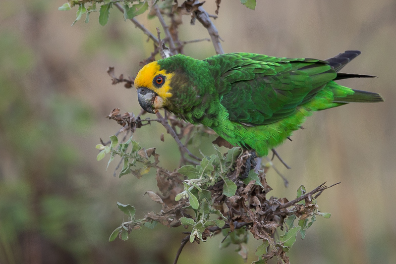 yellow-fronted parrot(Poicephalus flavifrons)